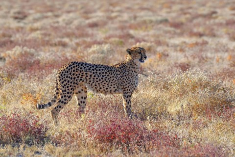 Cheetah (Acinonyx jubatus), male stands in dry grassland, near Namutoni, Etosha National Park,