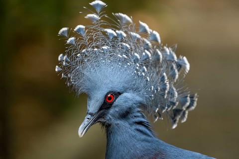 Victoria crowned pigeon (Goura victoria), animal portrait, Mount Hagen, Western Highlands, Papua
