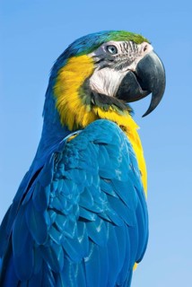 Blue and yellow macaw (Ara ararauna), parrot, bird, colourful, outdoor, sky