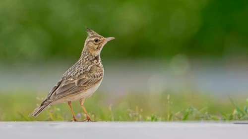 Crested Lark (Galerida cristata) with raised bonnet, Monfragüe National Park, Villareal de San