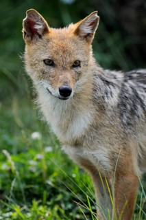 Golden jackal (Canis aureus), captive, occurring in Asia and Europe