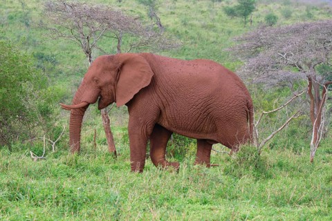 African bush elephant (Loxodonta africana) covered with red soil walking in the savannah, Kwazulu