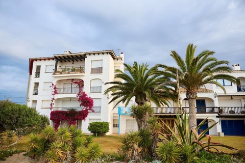 Canary Island date palm (Phoenix canariensis) growing in front of a house near Tarragona,