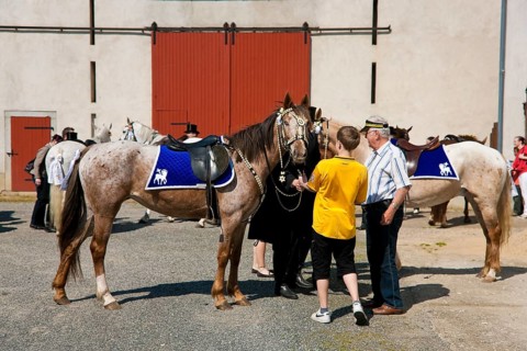 Every year at Easter there are about 5 processions in Lusatia, each with about 200 riders. The