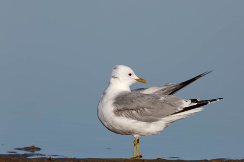 Common gull (Larus canus), resting in the water, Lower Saxony Wadden Sea National Park, East