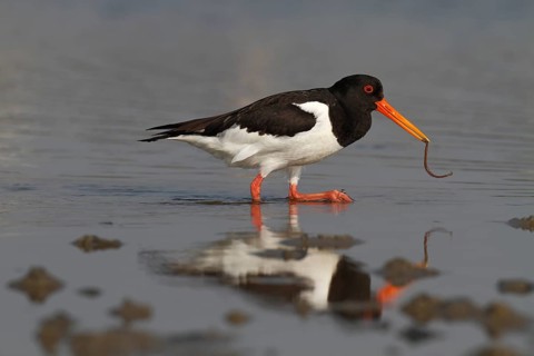 Eurasian oystercatcher (Haematopus ostralegus), adult bird with lugworm in its beak, foraging,