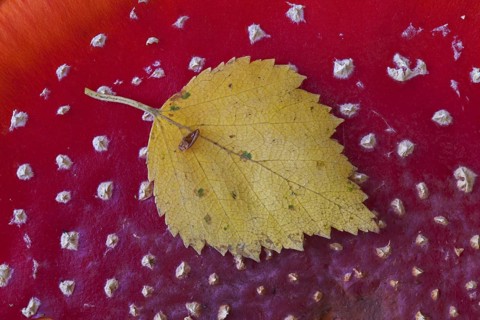 Birch leaf on top of cap of fly agaric (Amanita muscaria), fly amanita