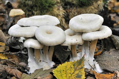 Chicken run funnel (Clitocybe phaeophthalma) (Clitocybe hydrogramma) among autumn leaves