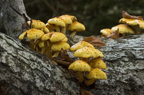 Golden scalycap (Pholiota aurivella) toadstools on beech tree