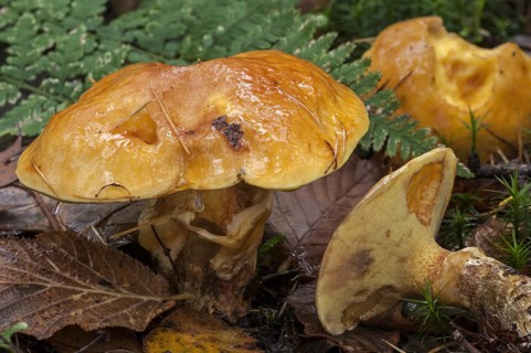 Greville's Bolete (Suillus grevillei), Larch Boletes, Bovine Bolete showing underside with pores
