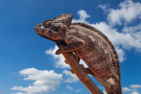 Malagasy giant chameleon (Furcifer oustaleti), Oustalet's chameleon, Central Highlands, Madagascar,