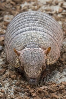 Screaming hairy armadillo (Chaetophractus vellerosus), small screaming armadillo, burrowing