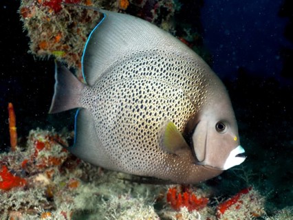 Gray angelfish (Pomacanthus arcuatus), dive site John Pennekamp Coral Reef State Park, Key Largo,