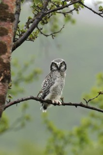Northern hawk owl (Surnia ulula) almost fledged young bird, Lapland, Norway, Scandinavia, Europe