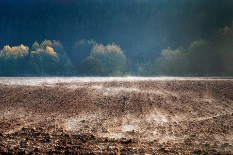 Precipitation evaporates on a field at the edge of a forest, autumnally coloured trees in the