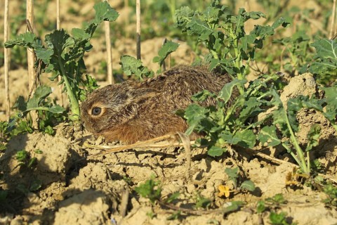 European hare (Lepus europaeus) few days old young squeezing in field, Lower Austria, Austria,