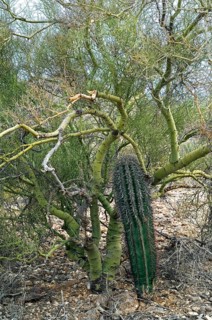 Saguaro (Carnegiea gigantea) growing through the branches of the Foothill Palo Verde, a yellow