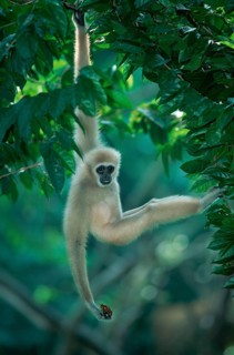White-handed (primates) gibbon (Hylobates lar) (animals) (mammals) (apes) (apes) (southeast asia)