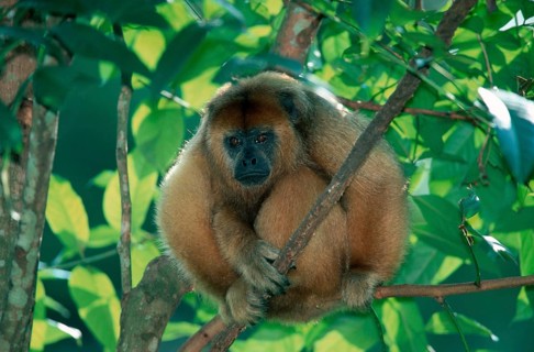 Black Howler (Alouatta caraya) Monkey, female, Schwarzer Bruellaffe, weiblich, Schwarzer Brüllaffe