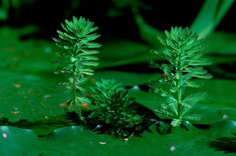 Parrotfeather leaves (Myriophyllum aquaticum)
