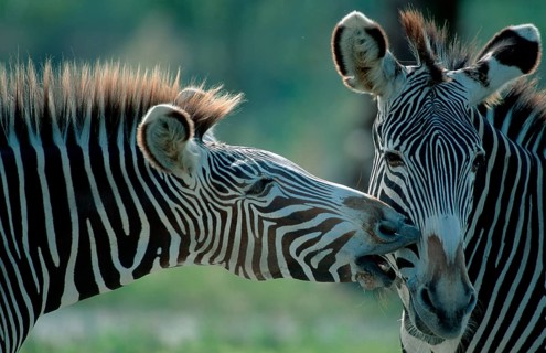 Grevy's Zebras (Equus grevyi), pair, grooming
