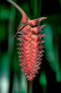 Lobster Claw (Heliconia platystachys)