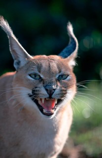 Caracal (Felis caracal), desert lynx