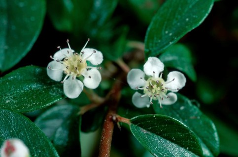 Mistletoe (Viscum)