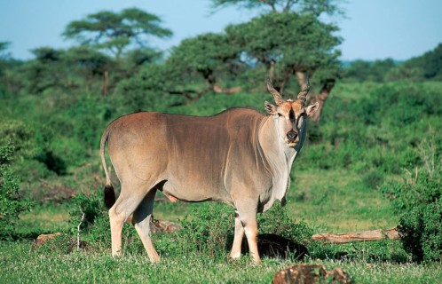Common Eland (Taurotragus oryx), male, Samburu Game Reserve, Kenya (Tragelaphus oryx), side