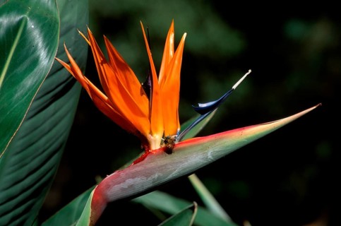 Strelitzia (Strelitzia reginae), South_Africa