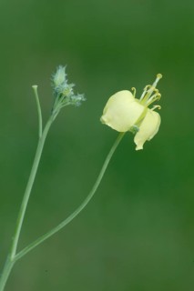 Arugula (Eruca vesicaria sativa), Rauke, Nutzpflanzen (useful plants), Kreuzbluetler, Brassicaceae,