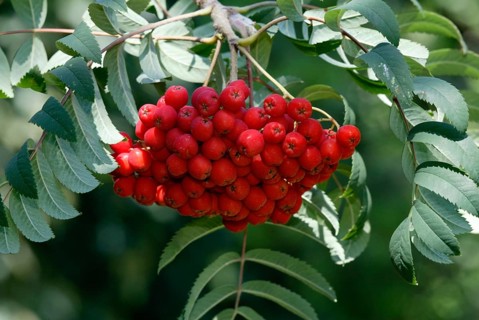 Rowan (Sorbus aucuparia) Ash, Germany, Eberesche, Deutschland, Europa, europe, Pflanzen, plants,