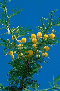 Acacia (Acacia), South_Africa