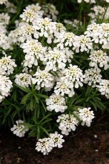 Evergreen evergreen candytuft (Iberis sempervirens)