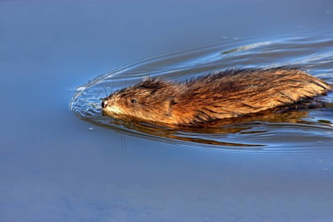 Muskrat (Ondatra zibethicus), California, USA, North America
