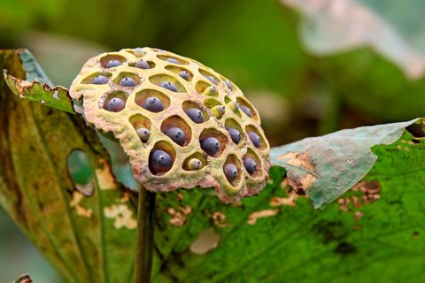 Indian Lotus (Nelumbo nucifera), seedhead Kota Kinabalu, Sabah, Borneo, Malaysia, Asia