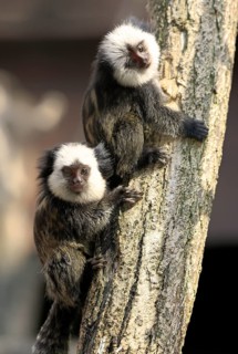 White-faced Marmosets, youngs, Brazil (Callithrix jacchus geoffroyi)