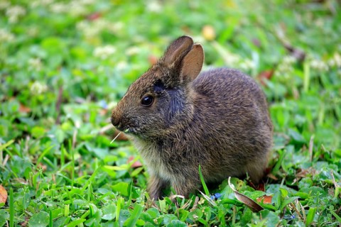 Marsh Rabbit (Sylvilagus palustris), young, Florida, USA, North America