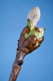 Horse-chestnut (Aesculus hippocastanum), Conker tree bud with leaf emerging, Belgium, Europe