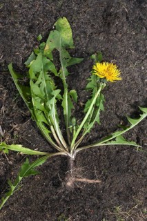 Dandelion (Taraxacum officinale), Common Cow-flower, dandelion (Compositae), Dandelion showing
