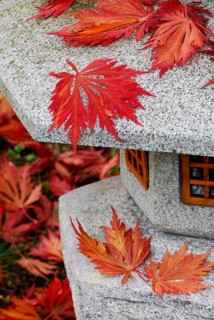 Japanese maple (Acer japonicum aconitifolium) , maple leaves on stone lantern, Japanese stone