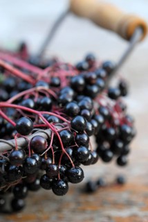 Elder (Sambucus nigra) berries in basket
