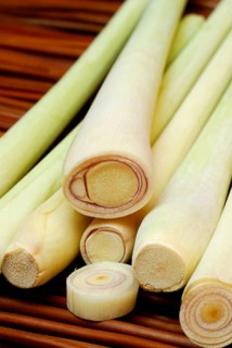 Lemongrass (Cymbopogon citratus)