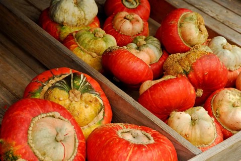 Pumpkins 'Turkish turban' (Cucurbita maxima), pumpkin, pumpkins, gourds, pumpkin, gourds, Turkish