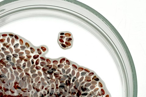 Sandway plantain, swollen seeds with mucilage (Plantago psyllium), sandway plantain, shrub