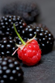 Raspberry (Rubus idaeus) and Rubus fruticosus (Rubus fruticosus)