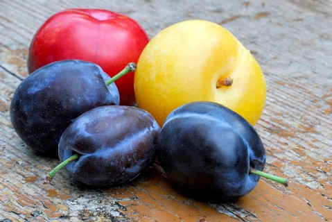 Yellow, red and blue Plums ( Prunus domestica) , Plum, plum, plum