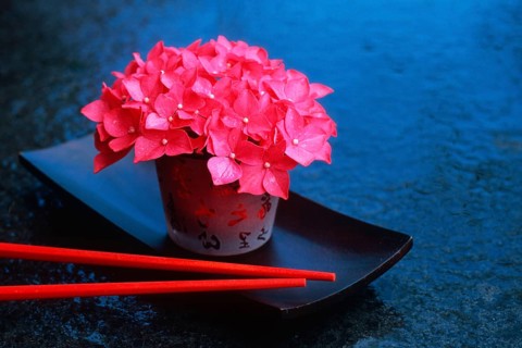 Hydrangea in vase and chopsticks (Hydrangea macrophylla), Chopsticks