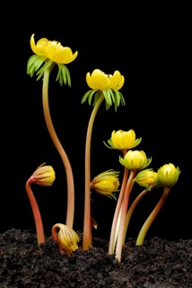 Winter aconites (Eranthis hyemalis)