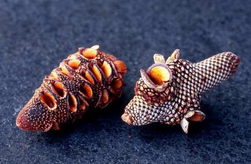 Banksia cone (), Australia, Oceania